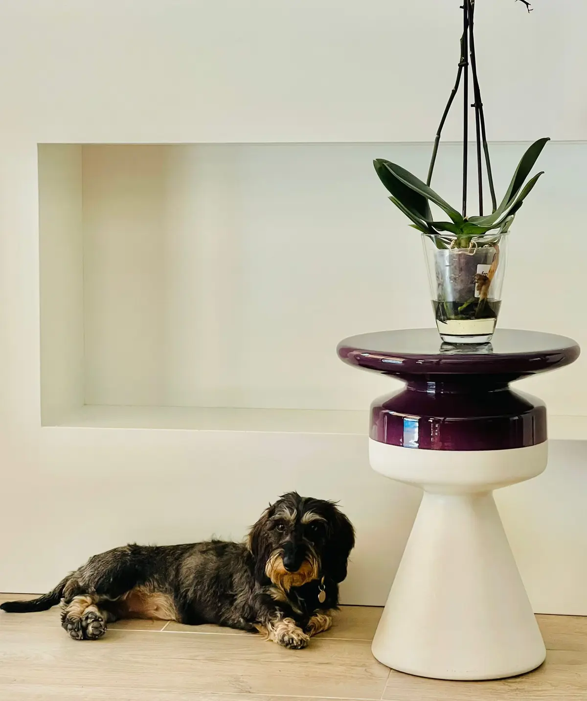 Hornacina blanca con una orquídea y el perro de la casa.
